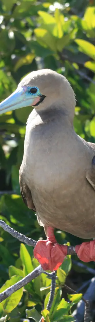 Genovesa